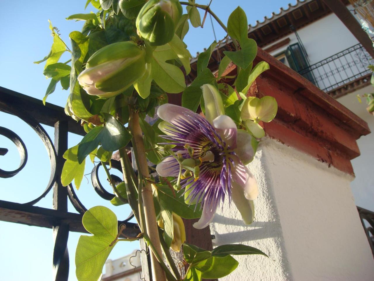 Casa Babylon Backpakers Hostel Málaga Buitenkant foto